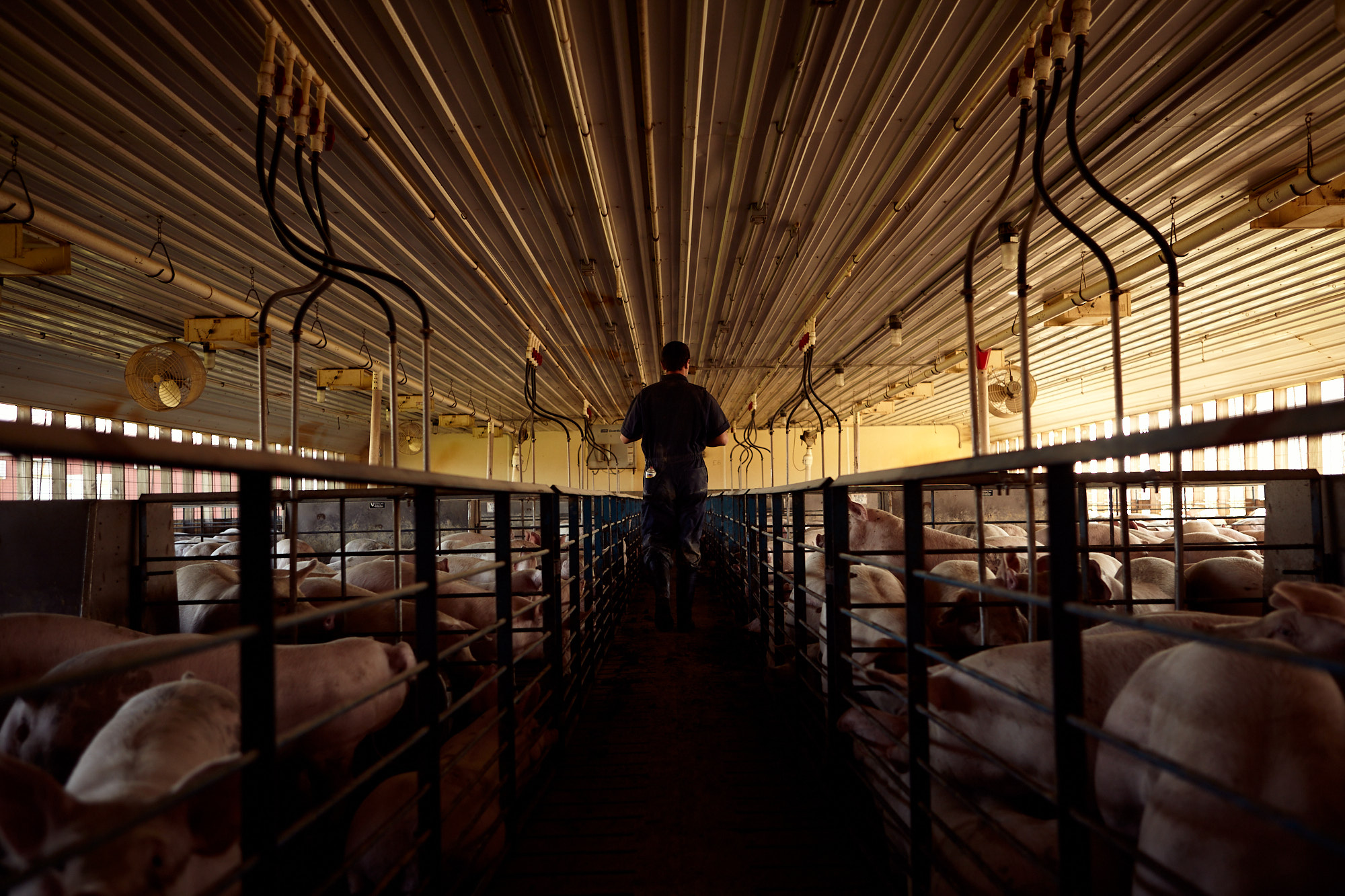 Pig Farmer | Agriculture Lifestyle Photography