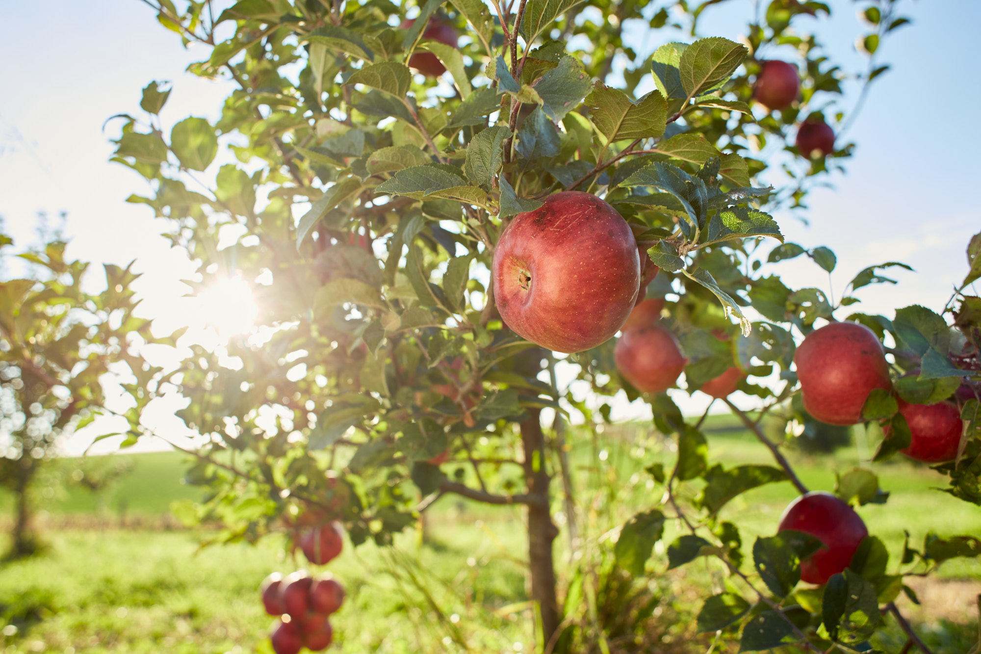 Ripe Apples | Agriculture Lifestyle Photography