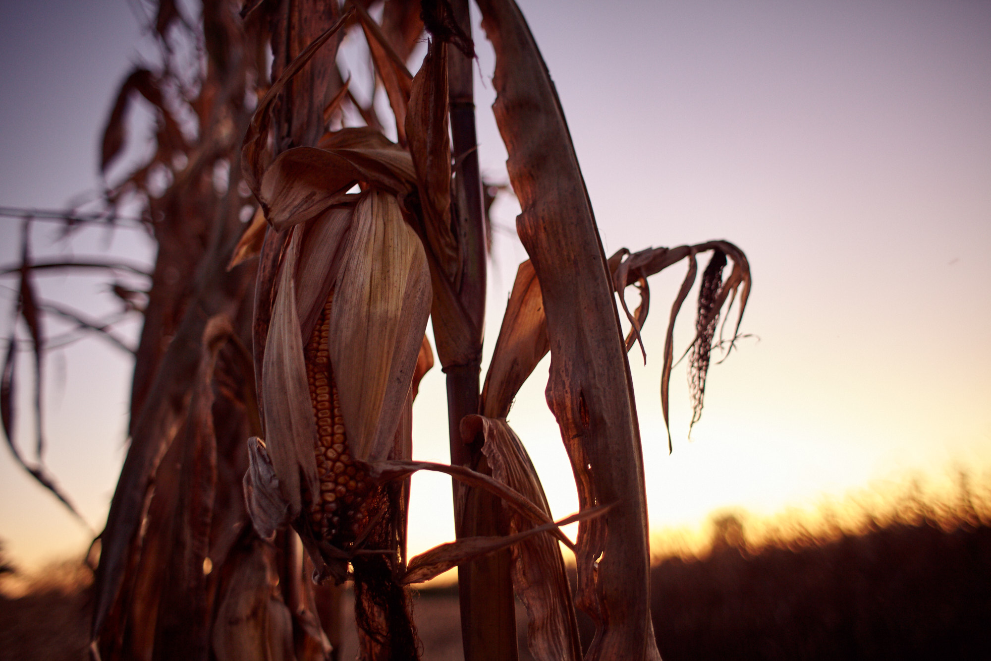 Corn Husk Dusk | Agriculture Lifestyle Photography