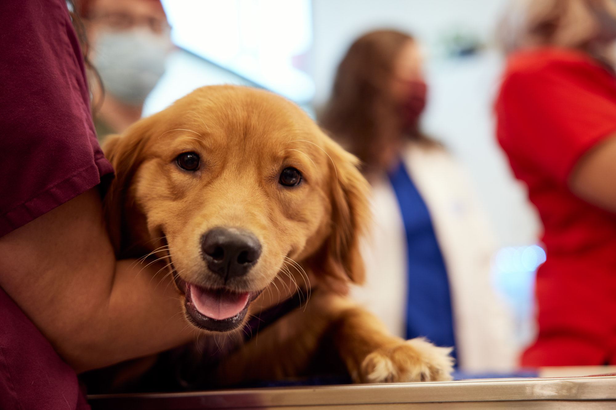 Smiling Dog | Healthcare Lifestyle Photography