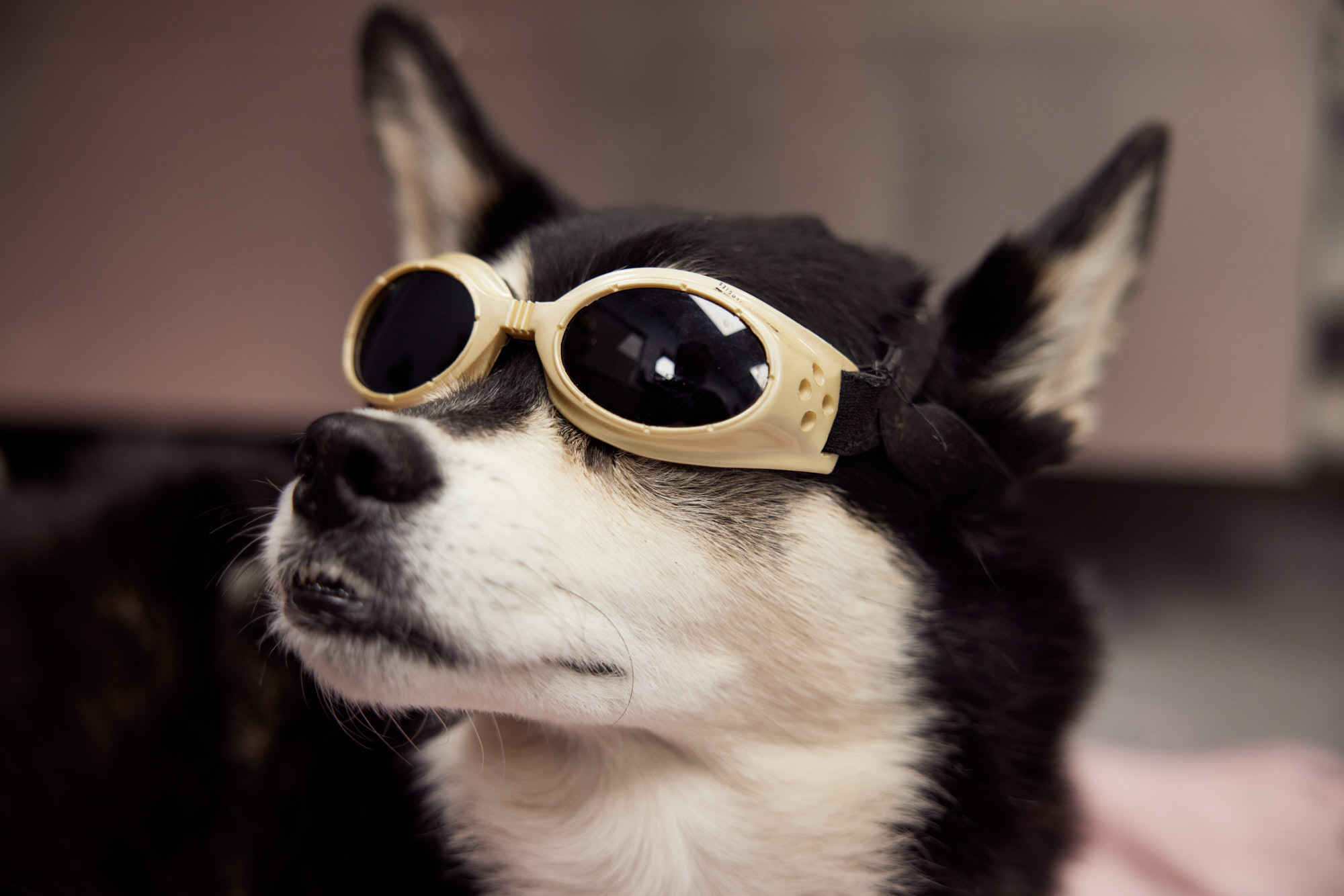 Dog with Googles | Healthcare Lifestyle Photography