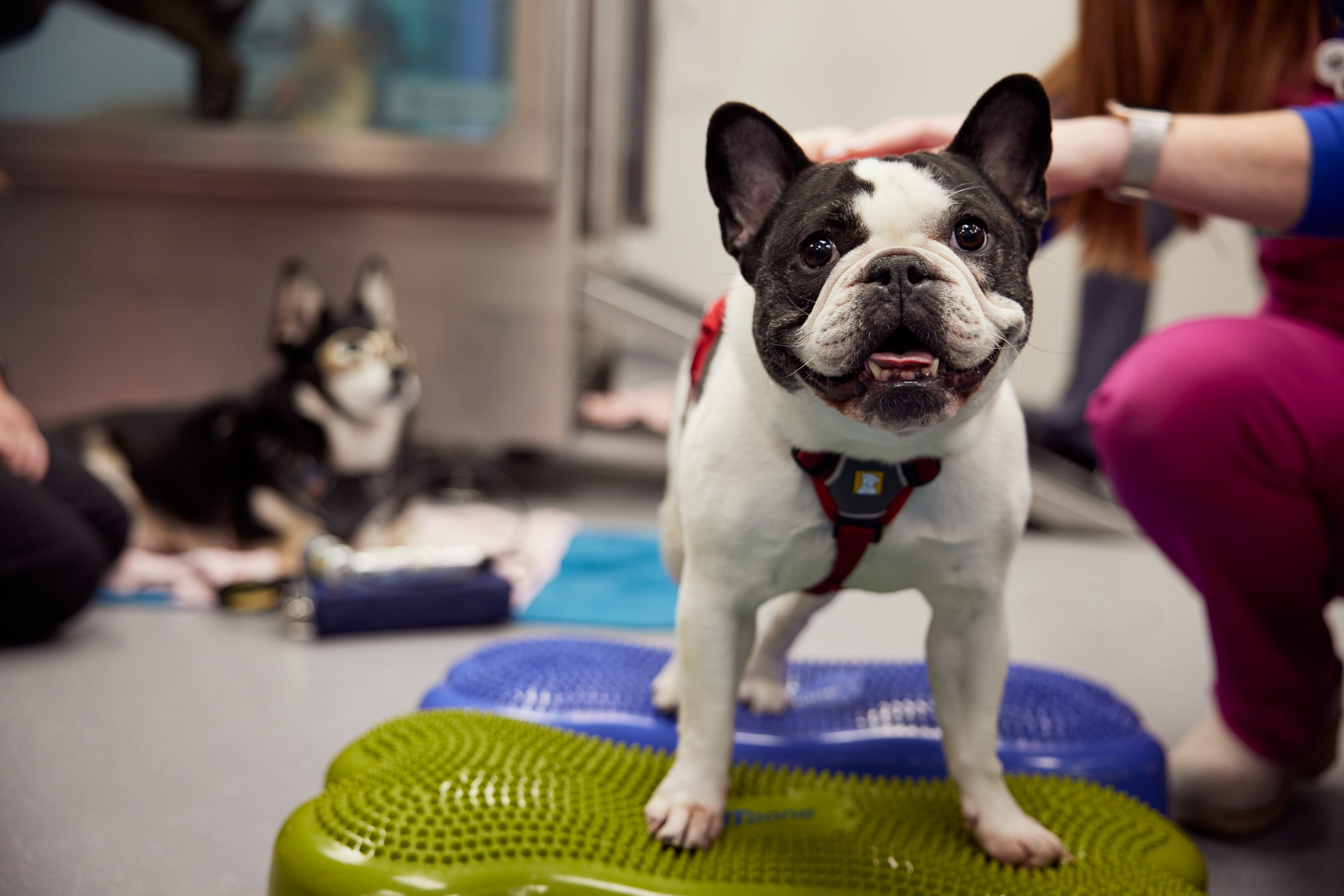 Canine Physical Therapy | Healthcare Lifestyle Photography