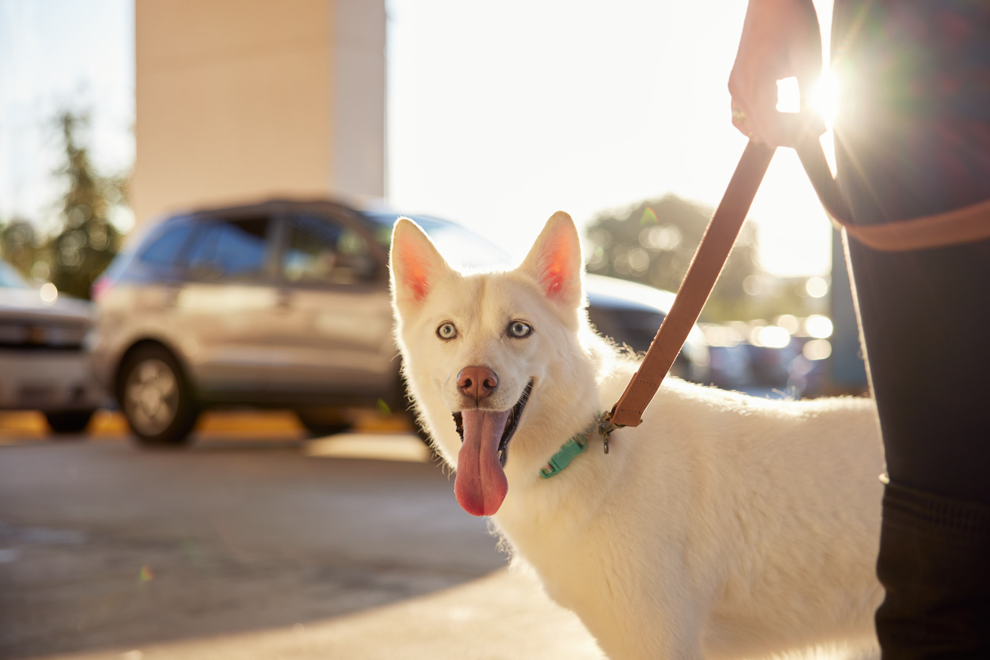 Smiling Dog with Sunshine | Healthcare Lifestyle Photography