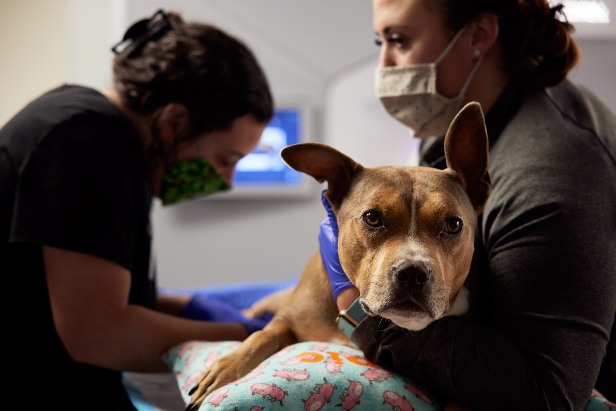 Canine MRI | Healthcare Lifestyle Photography