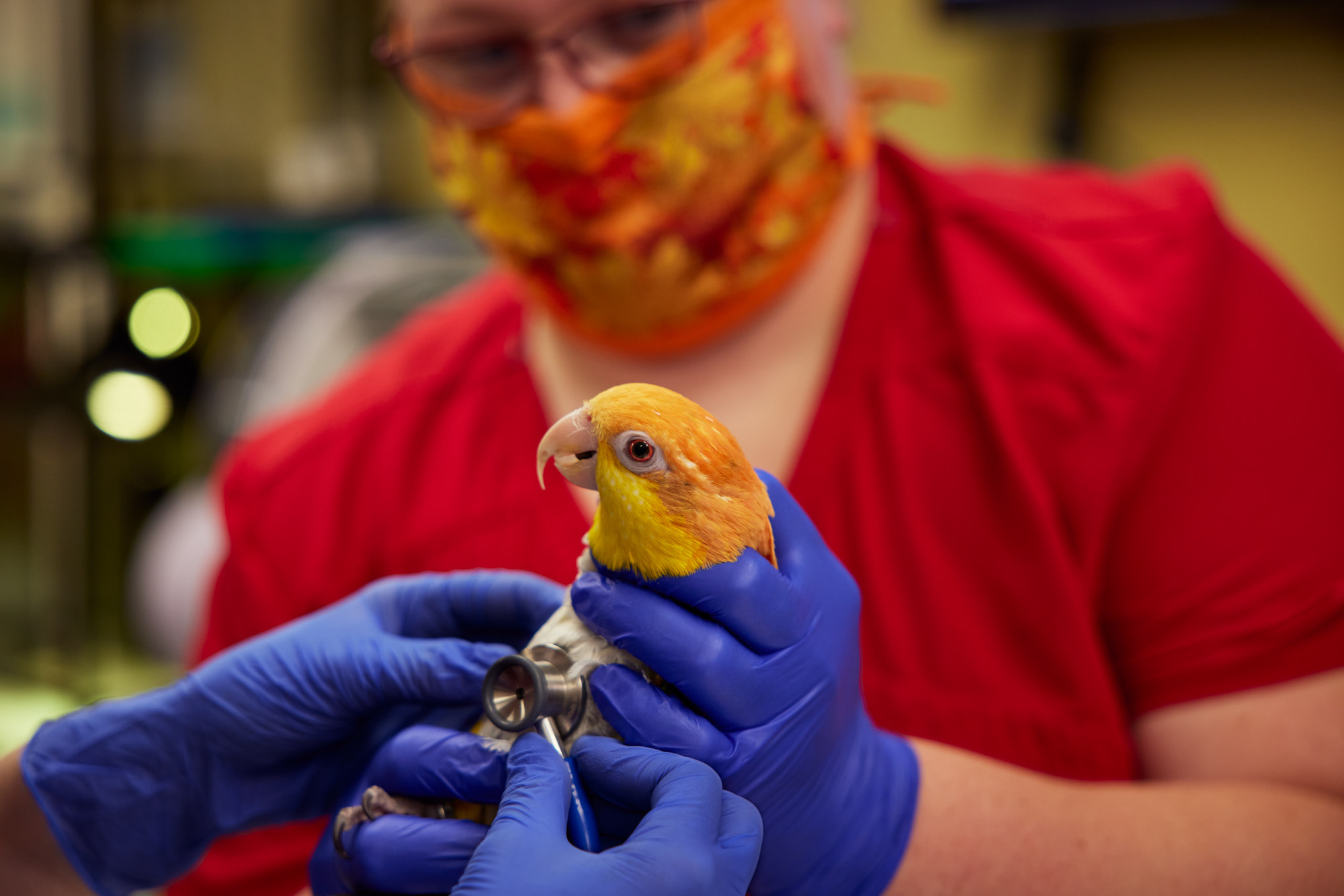 Exotic Bird and Stethoscope | Healthcare Lifestyle Photography